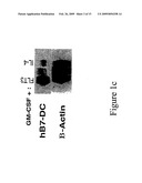 Flt3 inhibitors for immune suppression diagram and image