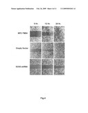 Genetic markers and methods for detecting and treating cancers diagram and image