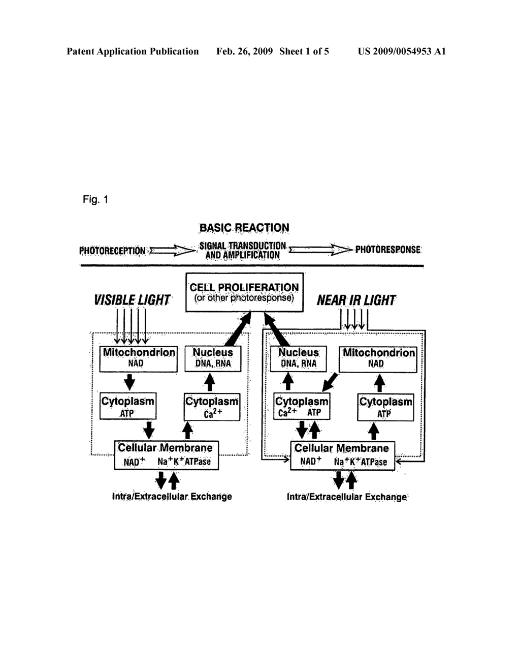 Phototherapeutic Method and Apparatus - diagram, schematic, and image 02