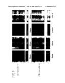 CELL NETWORK ANALYSIS SYSTEM diagram and image