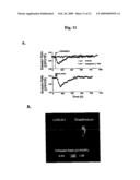 Probe for detection and quantification of nitric oxide, and method for detecting and quantifying nitric oxide using the same diagram and image