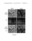 Novel Neural Cell Specific Promoter And Baculovirus And Method For Gene Delivery diagram and image