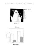 Novel Neural Cell Specific Promoter And Baculovirus And Method For Gene Delivery diagram and image