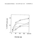 Novel Neural Cell Specific Promoter And Baculovirus And Method For Gene Delivery diagram and image