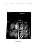 Novel Neural Cell Specific Promoter And Baculovirus And Method For Gene Delivery diagram and image