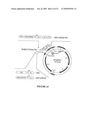 Novel Neural Cell Specific Promoter And Baculovirus And Method For Gene Delivery diagram and image