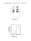 Novel Neural Cell Specific Promoter And Baculovirus And Method For Gene Delivery diagram and image