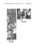 Method for Transferring One or More Genetic Traits from a Plant of the Purple-Flowered Capsicum Species to a Plant of the White Flowered Capsicum Species diagram and image