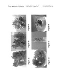 Method for producing direct in vitro flowering and viable seed from cotyledon, radicle, and leaf explants, and plants produced therefrom diagram and image