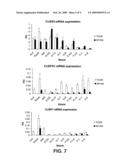 Nucleic acids and proteins associated with sucrose accumulation in coffee diagram and image