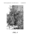 Apple tree named  PLBAR B1  diagram and image