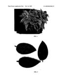 Aglaonema plant named  TWYAG0020  diagram and image