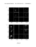 Gamma secretase inhibitor for treatment of herpesvirus infection diagram and image