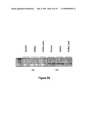 Use of 15-Lipoxygenase Inhibitors for Treating Obesity diagram and image