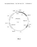 DEIMMUNIZED MONOCLONAL ANTIBODIES FOR PROTECTION AGAINST HIV EXPOSURE AND TREATMENT OF HIV INFECTION diagram and image