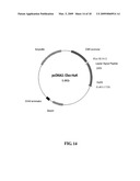 DEIMMUNIZED MONOCLONAL ANTIBODIES FOR PROTECTION AGAINST HIV EXPOSURE AND TREATMENT OF HIV INFECTION diagram and image