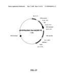 DEIMMUNIZED MONOCLONAL ANTIBODIES FOR PROTECTION AGAINST HIV EXPOSURE AND TREATMENT OF HIV INFECTION diagram and image