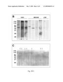 S. AGALACTIAE ANTIGENS I & II diagram and image