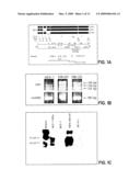 PEPTIDE SEQUENCE THAT PROMOTES TUMOR INVASION diagram and image