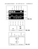 PEPTIDE SEQUENCE THAT PROMOTES TUMOR INVASION diagram and image