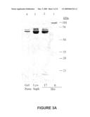 ANTI-ANGIOGENIC POLYPEPTIDES diagram and image