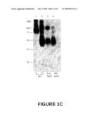 ANTI-ANGIOGENIC POLYPEPTIDES diagram and image