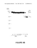 ANTI-ANGIOGENIC POLYPEPTIDES diagram and image