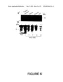 ANTI-ANGIOGENIC POLYPEPTIDES diagram and image