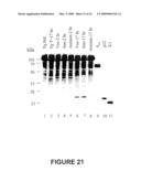 ANTI-ANGIOGENIC POLYPEPTIDES diagram and image