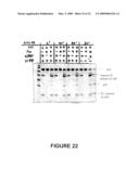 ANTI-ANGIOGENIC POLYPEPTIDES diagram and image