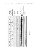 METHODS AND COMPOSITIONS FOR INDUCING APOPTOSIS BY STIMULATING ER STRESS diagram and image