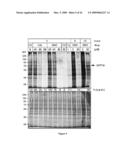 METHODS AND COMPOSITIONS FOR INDUCING APOPTOSIS BY STIMULATING ER STRESS diagram and image