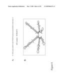 Use of untranslated region of osmotin gene to enhance transgene expression in plants diagram and image