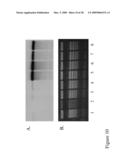 Use of untranslated region of osmotin gene to enhance transgene expression in plants diagram and image