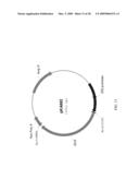 Use of untranslated region of osmotin gene to enhance transgene expression in plants diagram and image