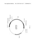 Use of untranslated region of osmotin gene to enhance transgene expression in plants diagram and image