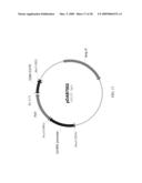 Use of untranslated region of osmotin gene to enhance transgene expression in plants diagram and image