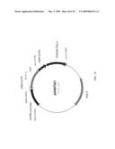 Use of untranslated region of osmotin gene to enhance transgene expression in plants diagram and image