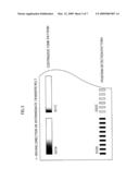 IMAGE FORMING APPARATUS AND TONE CORRECTION METHOD diagram and image