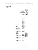 NOVEL CC-CHEMOKINE ANTAGONISTS diagram and image