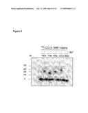 NOVEL CC-CHEMOKINE ANTAGONISTS diagram and image