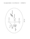 Methods for Inhibiting Carcinogenesis and/or Metastasis in an Individual with Endogenous C-Met Ligands and Inhibitors diagram and image