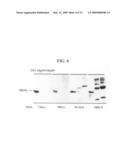 Monoclonal Antibody to Human TGF-Beta Induced Gene-H3 and Use Thereof diagram and image