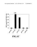 Cytotoxic Lymphocyte diagram and image