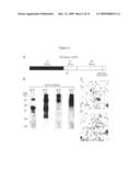 Methods and Compositions for Producing an Enhanced Immune Response to a Human Papillomavirus Immunogen diagram and image