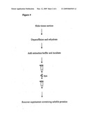 Protein Extraction buffer, a kit comprising it and method of its use diagram and image