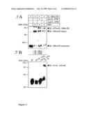 METHOD OF TREATMENT USING A CYTOKINE ABLE TO BIND IL-18BP TO INHIBIT THE ACTIVITY OF A SECOND CYTOKINE diagram and image