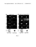 NOVEL STEM CELLS, NUCLEOTIDE SEQUENCES AND PROTEINS THEREFROM diagram and image