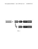 NOVEL STEM CELLS, NUCLEOTIDE SEQUENCES AND PROTEINS THEREFROM diagram and image