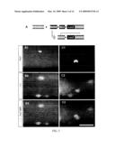 NOVEL STEM CELLS, NUCLEOTIDE SEQUENCES AND PROTEINS THEREFROM diagram and image